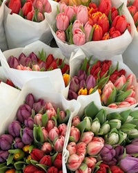 colorful tulips in paper bags at a flower market